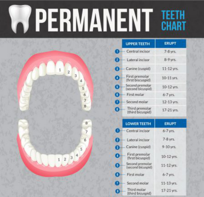 Every Parent Needs To Know About Permanent Teeth